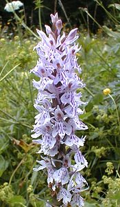 Dactylorhiza fuchsii (Orchidaceae)  - Dactylorhize de Fuchs, Orchis de Fuchs, Orchis tacheté des bois, Orchis de Meyer, Orchis des bois - Common Spotted-orchid Jura [France] 22/07/1999 - 1400m