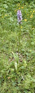 Dactylorhiza fuchsii (Orchidaceae)  - Dactylorhize de Fuchs, Orchis de Fuchs, Orchis tacheté des bois, Orchis de Meyer, Orchis des bois - Common Spotted-orchid Jura [France] 22/07/1999 - 1400m