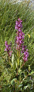 Dactylorhiza praetermissa (Orchidaceae)  - Dactylorhize négligé, Orchis négligé, Orchis oublié - Southern Marsh-orchid Hautes-Alpes [France] 30/07/1999 - 2190m