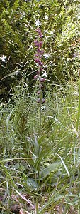 Epipactis atrorubens (Orchidaceae)  - Épipactide rouge sombre, Épipactis rouge sombre, Épipactis brun rouge, Épipactis pourpre noirâtre, Helléborine rouge - Dark-red Helleborine Ain [France] 23/07/1999 - 900m