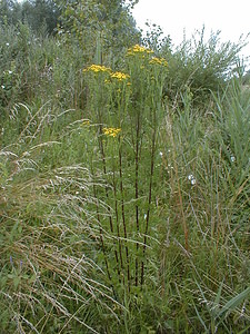 Jacobaea vulgaris (Asteraceae)  - Jacobée commune, Séneçon jacobée, Herbe de Saint-Jacques - Common Ragwort Nord [France] 14/07/1999 - 40m