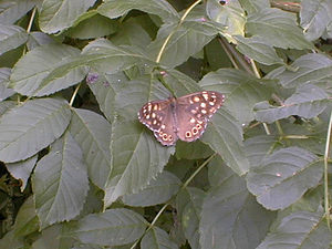 Pararge aegeria (Nymphalidae)  - Tircis, Argus des Bois, Égérie - Speckled Wood Haute-Marne [France] 20/07/1999 - 280m