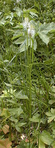 Phyteuma spicatum (Campanulaceae)  - Raiponce en épi - Spiked Rampion Jura [France] 22/07/1999 - 1400m