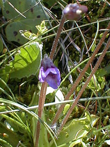 Pinguicula vulgaris (Lentibulariaceae)  - Grassette commune, Grassette vulgaire - Common Butterwort Hautes-Alpes [France] 30/07/1999 - 2190m