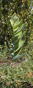 Polygonatum odoratum (Asparagaceae)  - Sceau-de-Salomon odorant, Polygonate officinal, Sceau-de-Salomon officinal - Angular Solomon's-seal Ain [France] 31/07/1999 - 900m