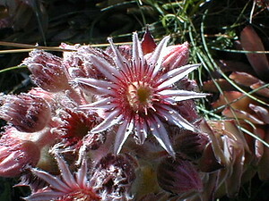 Sempervivum tectorum subsp. boutignyanum (Crassulaceae)  - Joubarbe de Boutigny, Joubarbe des Alpes Ain [France] 23/07/1999 - 1500m