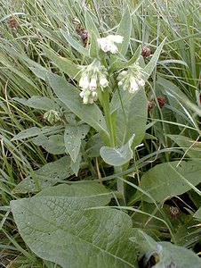 Symphytum officinale (Boraginaceae)  - Consoude officinale, Grande consoude - Common Comfrey Nord [France] 14/07/1999 - 40m