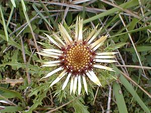 Carlina vulgaris (Asteraceae)  - Carline commune, Chardon doré - Carline Thistle Aisne [France] 11/08/1999 - 120m