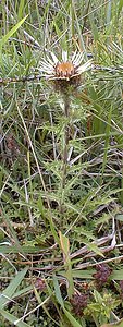 Carlina vulgaris (Asteraceae)  - Carline commune, Chardon doré - Carline Thistle Aisne [France] 11/08/1999 - 120m