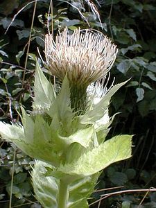 Cirsium oleraceum (Asteraceae)  - Cirse potager, Cirse maraîcher, Cirse des maraîchers, Chardon des potagers - Cabbage Thistle Aisne [France] 11/08/1999 - 120m