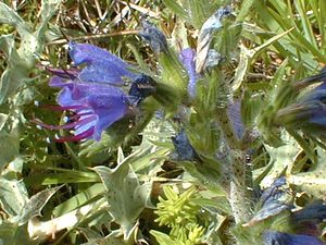 Echium vulgare (Boraginaceae)  - Vipérine commune, Vipérine vulgaire - Viper's Bugloss Aisne [France] 11/08/1999 - 120m