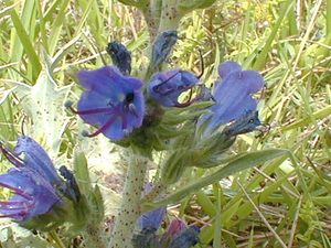 Echium vulgare (Boraginaceae)  - Vipérine commune, Vipérine vulgaire - Viper's Bugloss Aisne [France] 11/08/1999 - 120m