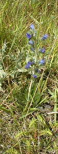 Echium vulgare (Boraginaceae)  - Vipérine commune, Vipérine vulgaire - Viper's Bugloss Aisne [France] 11/08/1999 - 120m