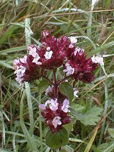 Origanum vulgare (Lamiaceae)  - Origan commun, Marjolaine sauvage - Wild Marjoram Pas-de-Calais [France] 28/08/1999 - 30m