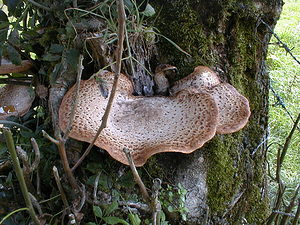 Polyporus squamosus (Polyporaceae)  - Polypore écailleux - Dryad's Saddle Pas-de-Calais [France] 29/08/1999 - 30m