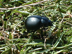 Timarcha tenebricosa (Chrysomelidae)  - Grand crache-sang, Crache-sang - Bloody-nosed Beetle Pas-de-Calais [France] 22/08/1999 - 40m