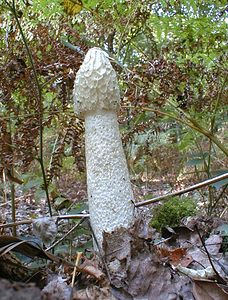 Phallus impudicus (Phallaceae)  - Satyre puant, Phallus impudique, Morille du diable - Stinkhorn Tournai-Mouscron [Belgique] 11/09/1999 - 40m