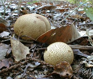 Scleroderma citrinum (Sclerodermataceae)  - Scléroderme vulgaire, Scléroderme commun, Scléroderme citron, Scléroderme orangé - Common Earthball Tournai-Mouscron [Belgique] 11/09/1999 - 40m