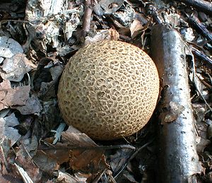 Scleroderma citrinum (Sclerodermataceae)  - Scléroderme vulgaire, Scléroderme commun, Scléroderme citron, Scléroderme orangé - Common Earthball Tournai-Mouscron [Belgique] 11/09/1999 - 40m