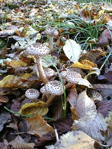 Armillaria ostoyae (Tricholomataceae)  - Armillaire obscure, Armillaire des résineux - Dark Honey Fungus Nord [France] 30/10/1999 - 40m
