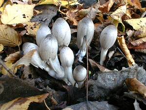 Coprinopsis acuminata (Psathyrellaceae)  - Coprin noir d'encre pointu - Humpback Inkcap Nord [France] 30/10/1999 - 40m