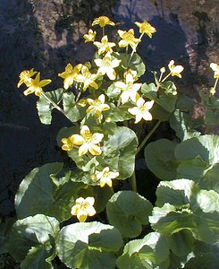 Caltha palustris (Ranunculaceae)  - Populage des marais, Sarbouillotte, Souci d'eau - Marsh-marigold Pas-de-Calais [France] 18/04/2000 - 30m
