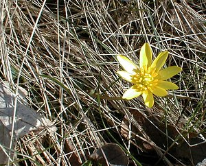 Ficaria verna (Ranunculaceae)  - Ficaire printanière, Renoncule ficaire - Lesser Celandine Nord [France] 02/04/2000 - 20m