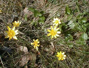 Ficaria verna (Ranunculaceae)  - Ficaire printanière, Renoncule ficaire - Lesser Celandine Nord [France] 02/04/2000 - 20m