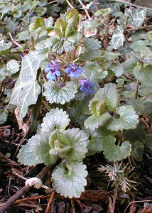 Glechoma hederacea (Lamiaceae)  - Gléchome Lierre terrestre, Lierre terrestre, Gléchome lierre - Ground-ivy Nord [France] 02/04/2000 - 20m