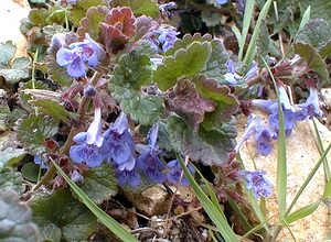 Glechoma hederacea (Lamiaceae)  - Gléchome Lierre terrestre, Lierre terrestre, Gléchome lierre - Ground-ivy Pas-de-Calais [France] 18/04/2000 - 30m