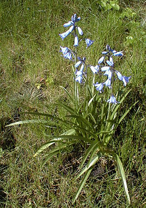 Hyacinthoides non-scripta (Asparagaceae)  - Jacinthe des bois - Bluebell Nord [France] 24/04/2000 - 40m