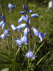 Hyacinthoides non-scripta (Asparagaceae)  - Jacinthe des bois - Bluebell Nord [France] 24/04/2000 - 40m