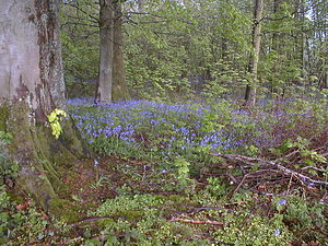 Hyacinthoides non-scripta (Asparagaceae)  - Jacinthe des bois - Bluebell Pas-de-Calais [France] 30/04/2000 - 120m