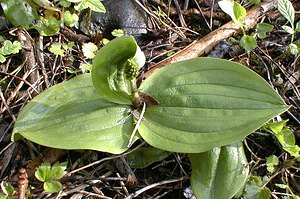 Neottia ovata (Orchidaceae)  - Néottie ovale, Grande Listère, Double-feuille, Listère à feuilles ovales, Listère ovale - Common Twayblade Pas-de-Calais [France] 30/04/2000 - 120m