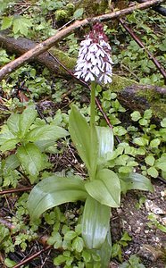 Orchis purpurea (Orchidaceae)  - Orchis pourpre, Grivollée, Orchis casque, Orchis brun - Lady Orchid Pas-de-Calais [France] 30/04/2000 - 120m