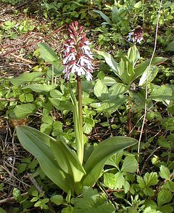 Orchis purpurea (Orchidaceae)  - Orchis pourpre, Grivollée, Orchis casque, Orchis brun - Lady Orchid Pas-de-Calais [France] 30/04/2000 - 120m