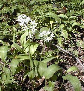 Allium ursinum (Amaryllidaceae)  - Ail des ours, Ail à larges feuilles - Ramsons Nord [France] 06/05/2000 - 40m