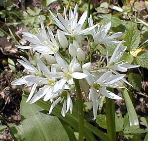 Allium ursinum (Amaryllidaceae)  - Ail des ours, Ail à larges feuilles - Ramsons Nord [France] 06/05/2000 - 40m