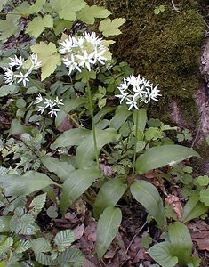 Allium ursinum (Amaryllidaceae)  - Ail des ours, Ail à larges feuilles - Ramsons Nord [France] 06/05/2000 - 40m