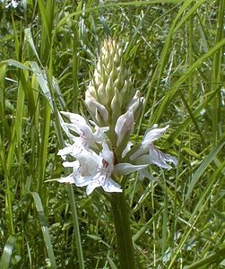 Dactylorhiza fuchsii (Orchidaceae)  - Dactylorhize de Fuchs, Orchis de Fuchs, Orchis tacheté des bois, Orchis de Meyer, Orchis des bois - Common Spotted-orchid Pas-de-Calais [France] 21/05/2000 - 70m