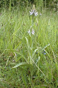 Dactylorhiza fuchsii (Orchidaceae)  - Dactylorhize de Fuchs, Orchis de Fuchs, Orchis tacheté des bois, Orchis de Meyer, Orchis des bois - Common Spotted-orchid Pas-de-Calais [France] 21/05/2000 - 70m