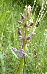 Gymnadenia conopsea (Orchidaceae)  - Gymnadénie moucheron, Orchis moucheron, Orchis moustique - Fragrant Orchid Pas-de-Calais [France] 13/05/2000 - 160m