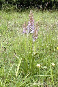 Gymnadenia conopsea (Orchidaceae)  - Gymnadénie moucheron, Orchis moucheron, Orchis moustique - Fragrant Orchid Pas-de-Calais [France] 21/05/2000 - 70m