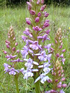 Gymnadenia conopsea (Orchidaceae)  - Gymnadénie moucheron, Orchis moucheron, Orchis moustique - Fragrant Orchid Pas-de-Calais [France] 21/05/2000 - 70m