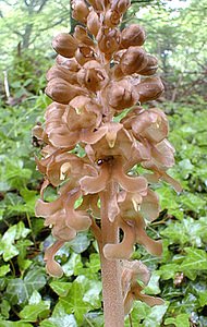 Neottia nidus-avis (Orchidaceae)  - Néottie nid-d'oiseau, Herbe aux vers - Bird's-nest Orchid Pas-de-Calais [France] 13/05/2000 - 140m