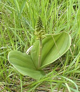 Neottia ovata (Orchidaceae)  - Néottie ovale, Grande Listère, Double-feuille, Listère à feuilles ovales, Listère ovale - Common Twayblade Pas-de-Calais [France] 08/05/2000 - 70m