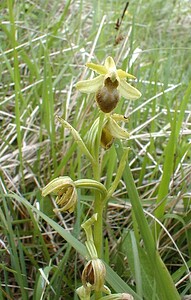 Ophrys araneola sensu auct. plur. (Orchidaceae)  - Ophrys litigieux Pas-de-Calais [France] 13/05/2000 - 160m