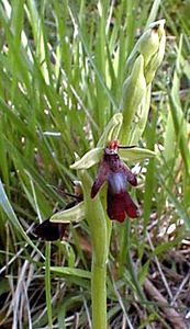Ophrys insectifera (Orchidaceae)  - Ophrys mouche - Fly Orchid Pas-de-Calais [France] 08/05/2000 - 120m