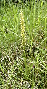 Orchis anthropophora (Orchidaceae)  - Acéras homme-pendu - Man Orchid Pas-de-Calais [France] 21/05/2000 - 70m