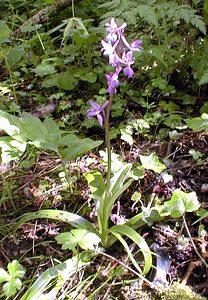 Orchis mascula (Orchidaceae)  - Orchis mâle - Early-purple Orchid Pas-de-Calais [France] 08/05/2000 - 70m